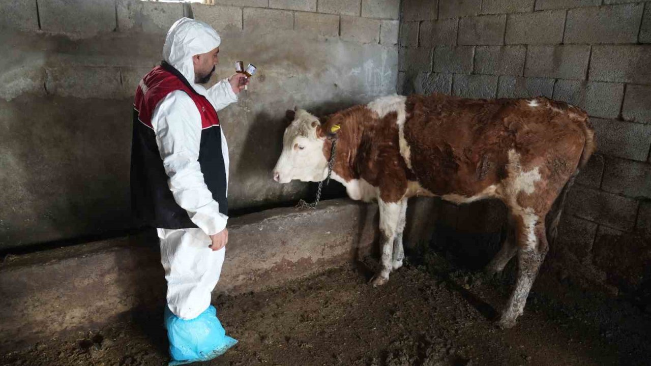 Muş’ta şap ve şarbon aşılama kampanyası başladı