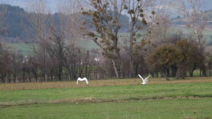 Nadir rastlanan beyaz balıkçıl kuşlar Bolu’da görüntülendi