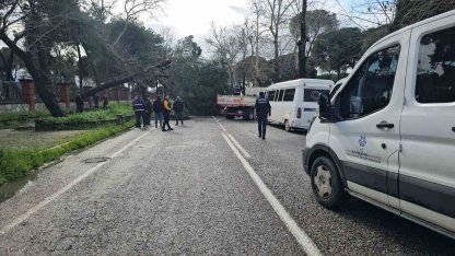 Nazilli’de fırtınayla devrilen dev çam ağacı karayolunu trafiğe kapadı