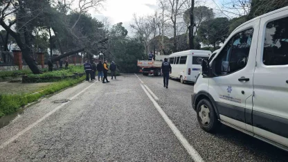 Nazilli’de fırtınayla devrilen dev çam ağacı karayolunu trafiğe kapadı