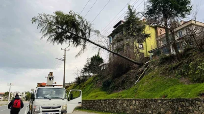 Ordu’da çam ağacı yüksek gerilim hattına devrildi