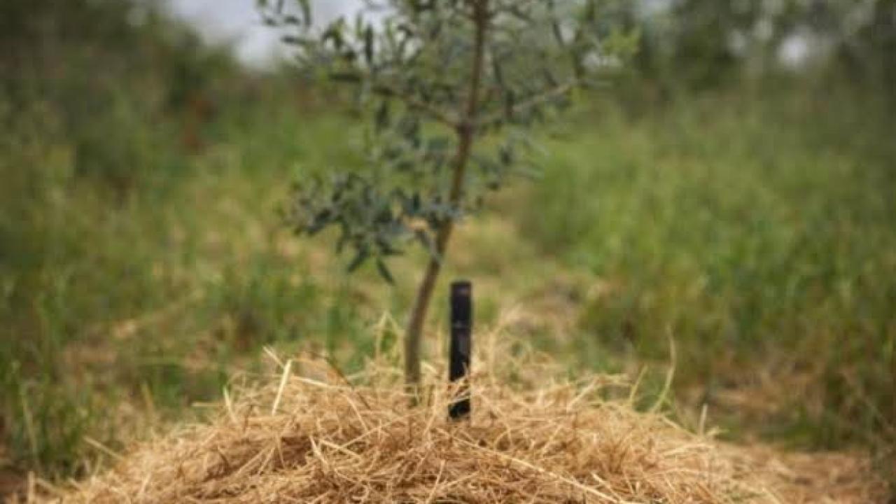 Plastik yerine gerçekten iş gören malçlar ve Uygulama yöntemleri