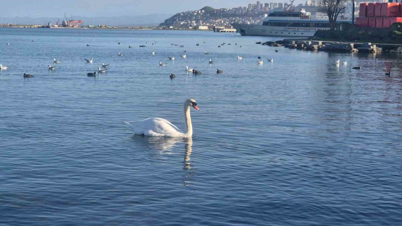 Samsun’da yabani kuşlardan görsel şölen