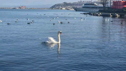 Samsun’da yabani kuşlardan görsel şölen