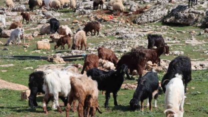 Şanlıurfa’da beyaz örtü yerini yeşil örtüye bıraktı, çiftçi ve besicinin yüzü güldü