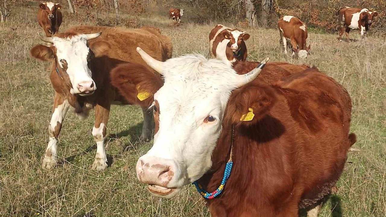 Şapla mücadelede kritik dönem başladı: Aşısız hayvana sevk yok, ceza var