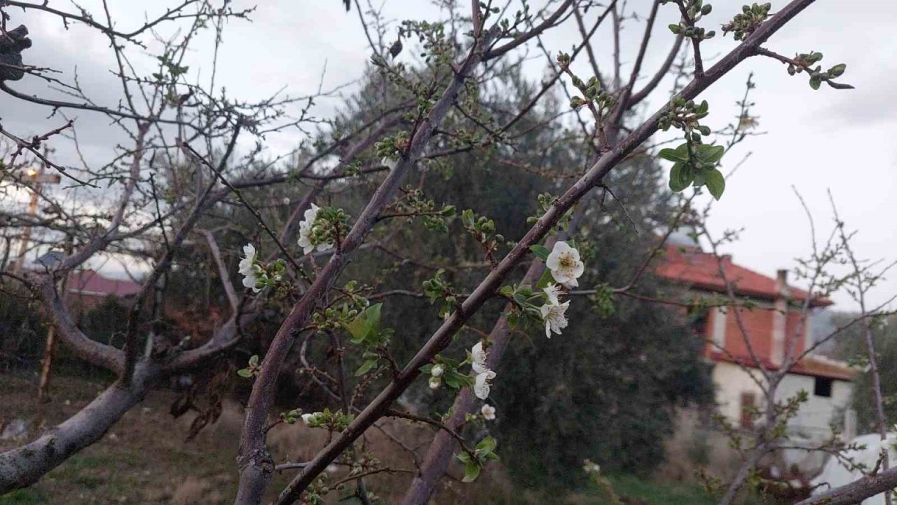 Sarıgöl’de ağaçlar çiçek açtı, dağlar mantar doldu