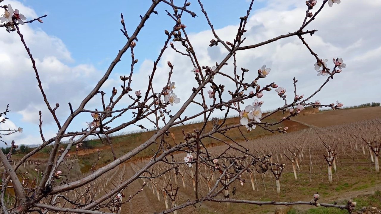 Sarıgöl’de badem ağaçları çiçek açtı