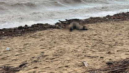 Sarımsaklı sahiline kadın cesedi vurdu