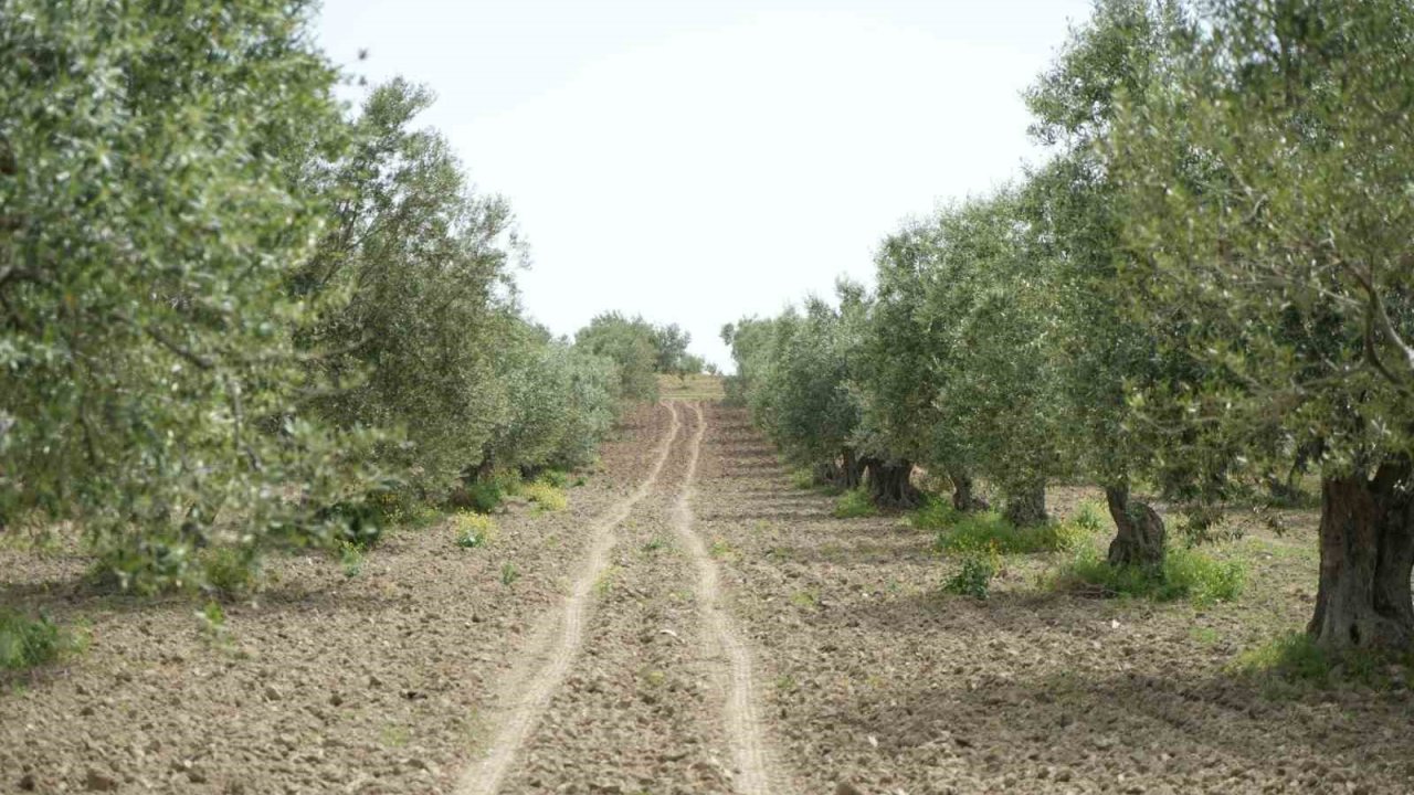 Saruhanlı’da halkalı leke alarmı