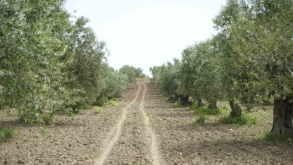 Saruhanlı’da halkalı leke alarmı