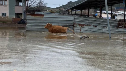 Şiddetli yağışlar Kula’da taşkınlara yol açtı