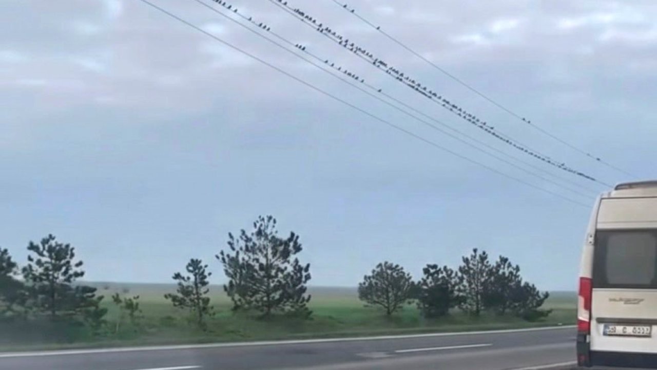 Sığırcıkların erken bahar provası