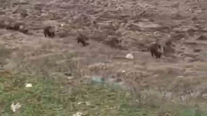 Siirt’te domuz sürüsü görüntülendi