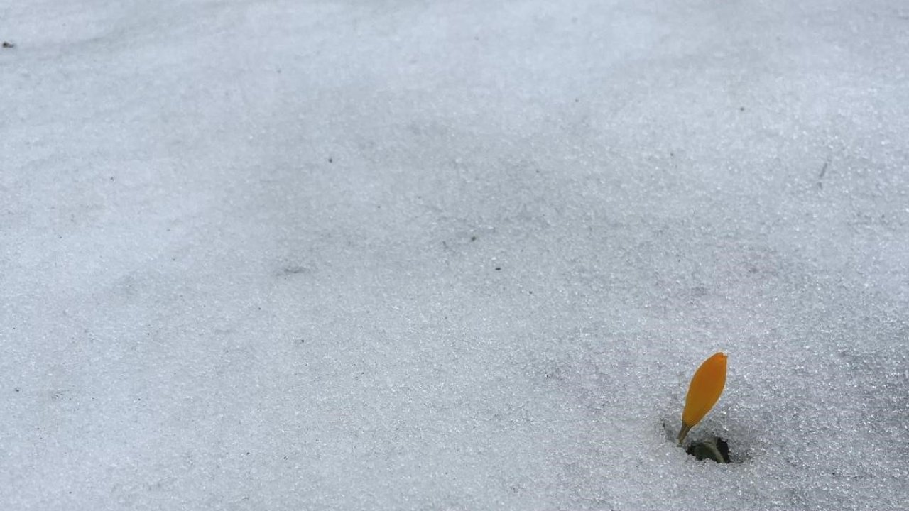 Simav Gölcük Yaylası’nda karda açan çiğdemler ilgi görüyor