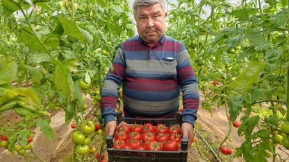 Simav’da yetişen ’coğrafi işaretli’ Eynal domatesi pazarlarda ilgi görüyor