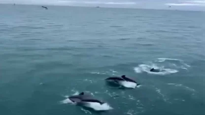 Sinop’ta yunusların balıkçı teknesiyle dansı kamerada