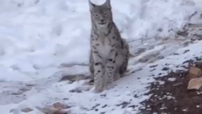 Şiran’da yerleşim alanında vaşak görüntülendi