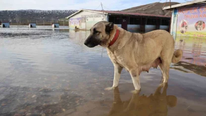 Sivas’ın dünyaca ünlü marka değeri Anadolu Aslanları su altında kaldı