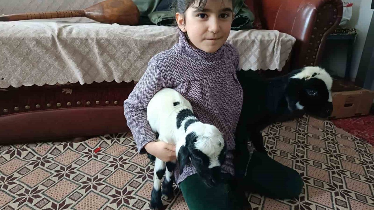 Soğuk hava kuzuları eve taşıdı: Elazığ’da yeni doğan kuzular biberonla besleniyor