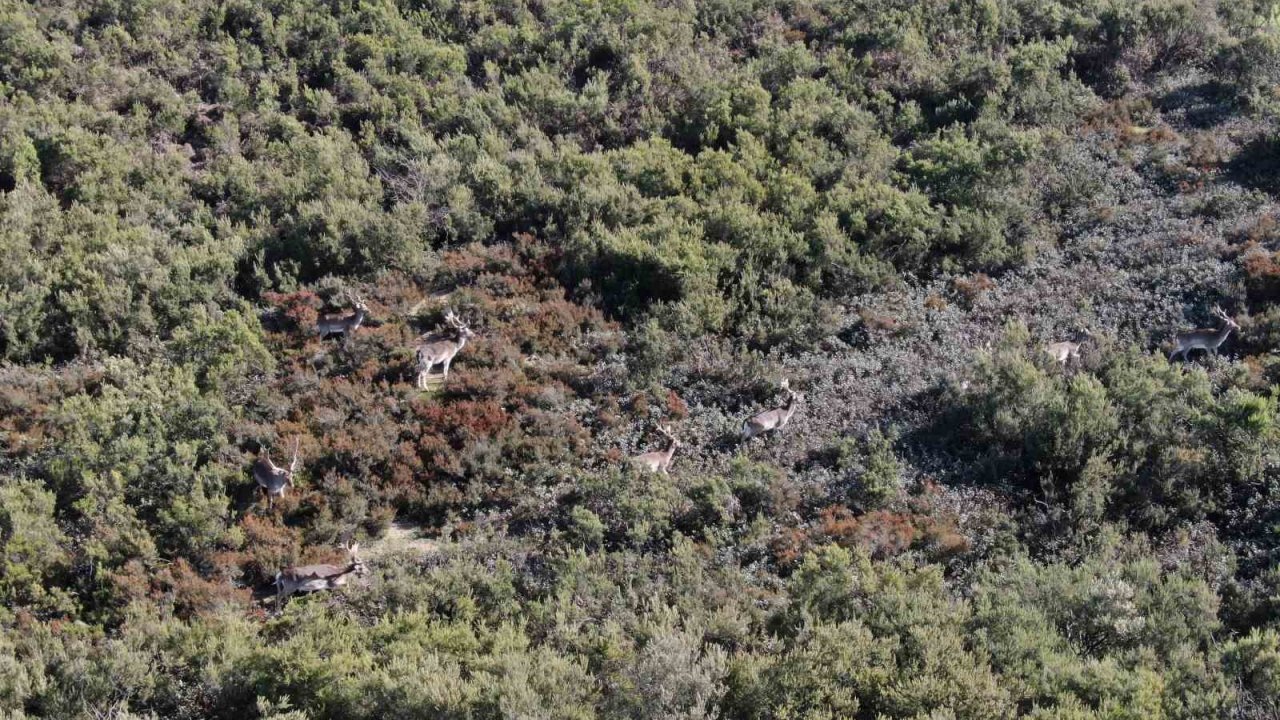 Sosyal medyada paylaşıldı, Tuzla’daki geyikler ilgi odağı oldu