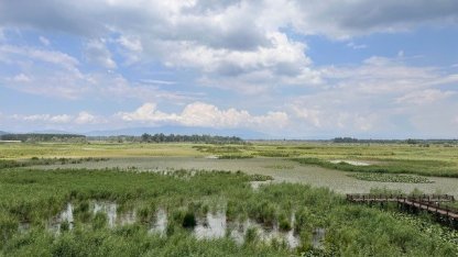 Su bitkileri ile doğal arıtma