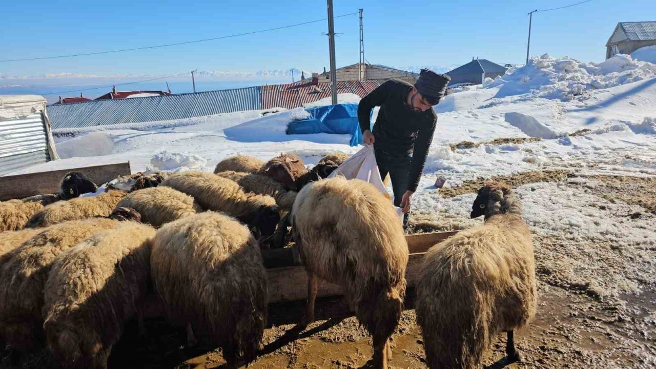 Süphan Dağı’nın eteğinde zorlu hayvancılık mücadelesi