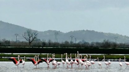 Tarlaları su bastı, flamingolar keyfini sürdü
