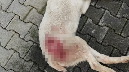 Tavuk kovaladı diye tüfekle vurulan köpek öldü