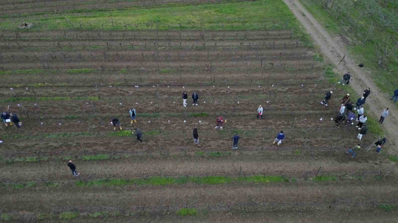 Tekirdağ’da bağ budama yarışması