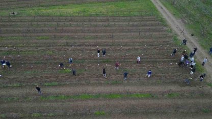 Tekirdağ’da  bağ budama yarışması