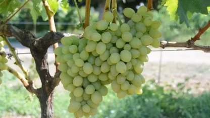 Tekirdağ’da "Günışığı" üzümü tescillendi