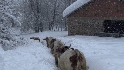 Tunceli’de kar kalınlığı 1,5 metreyi aştı: İnekler karda kayboldu