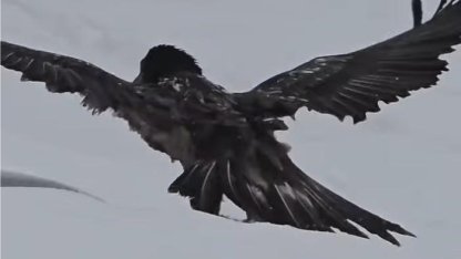 Tunceli’de karlı arazide kara akbaba görüntülendi