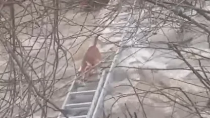 Turgutlu’da derede mahsur kalan köpek kurtarıldı