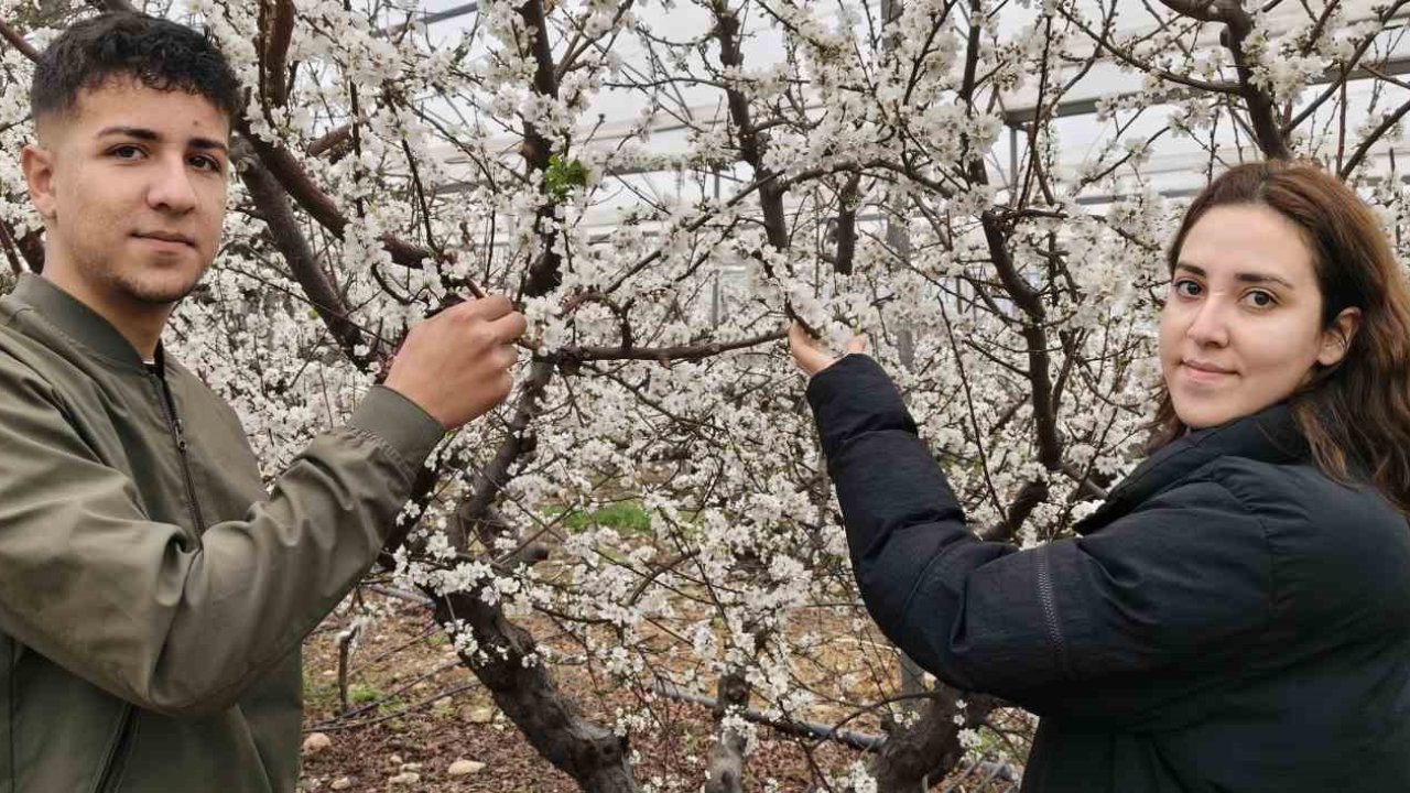 Türkiye karla kaplıyken Silifke’de erik ağaçları çiçek açtı