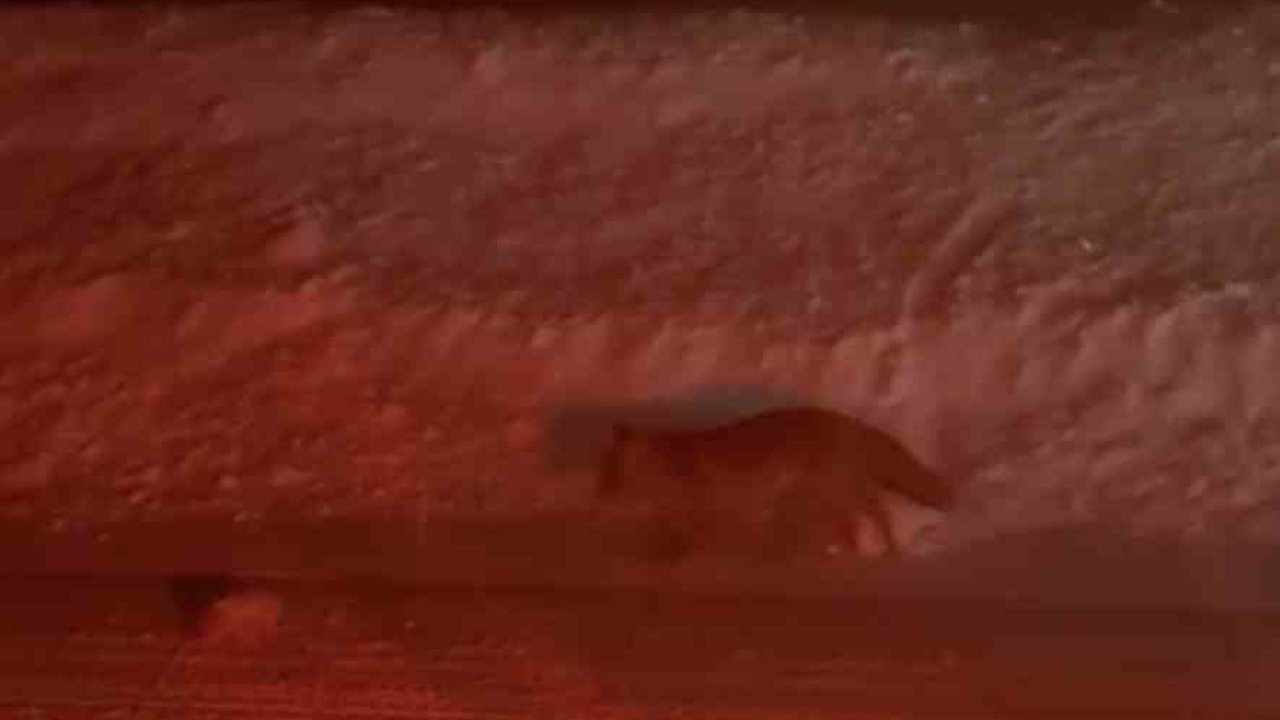 Uludağ yolunda tilki görüntülendi