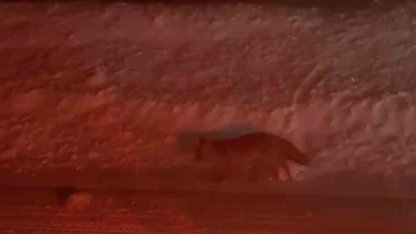 Uludağ yolunda tilki görüntülendi