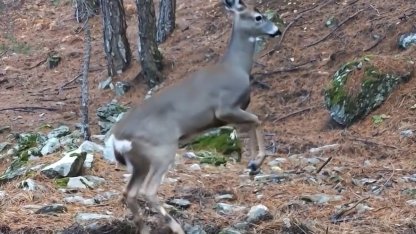 Uludağ’da fotokapana yakalanan karacanın sevimli halleri