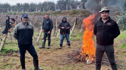 Üzüm bağlarında zorlu budak mesaisi