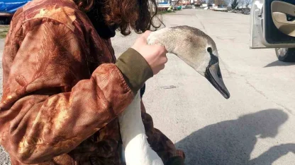 Vatandaşların bulduğu yaralı kuğu tedavi altına alındı