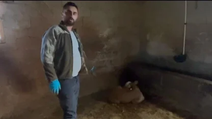 Yozgat’ta ahırlara yıldırım düştü, hayvanlar telef oldu