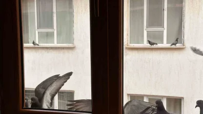 Yürekleri ısıtan davranış: Minik öğrenciden kuşlara ekmek