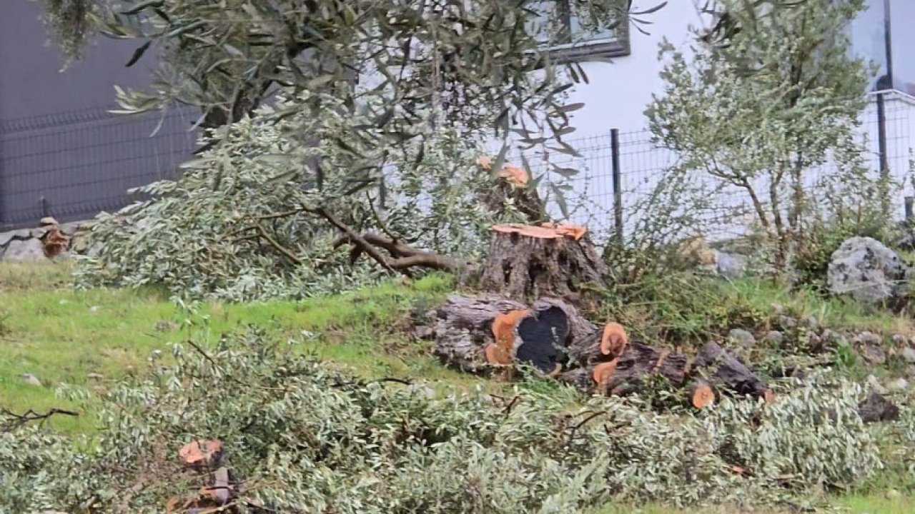 Zeytin ağaçlarını kesen ve görevinden istifa eden CHP’li başkana 36 bin 762 lira para cezası