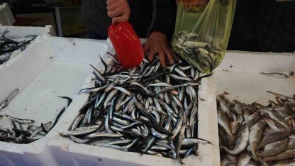 Zonguldak’ta limandan 500 ton hamsi çıktı