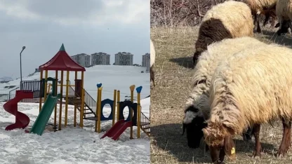 40 kilometre arayla iki mevsim: Yüksekova’da kar, Esendere’de bahar mesaisi