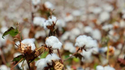 Adana’da pamukta ’pembekurt’ zararlısına karşı uyarı