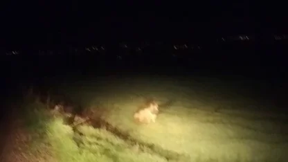 Adıyaman’da çizgili sırtlan görüldü