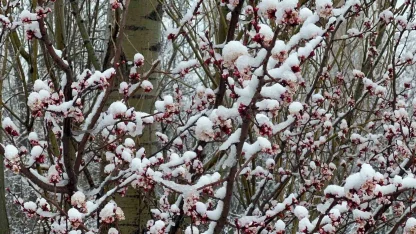 Afyonkarahisar ve Kütahya’da badem ve kayısı çiçekleri karla kaplandı