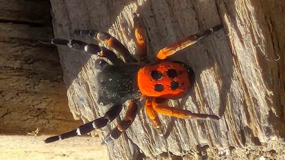 Akdeniz ve Orta Asya’nın nadir türü Elazığ’da ortaya çıktı